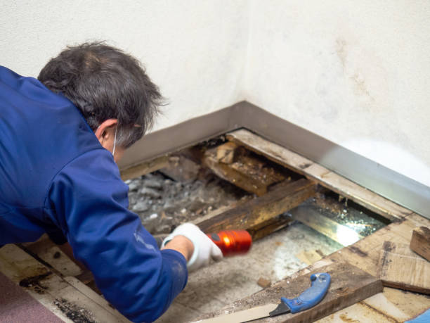 Trusted Beecher, MI Mold Removal Experts
