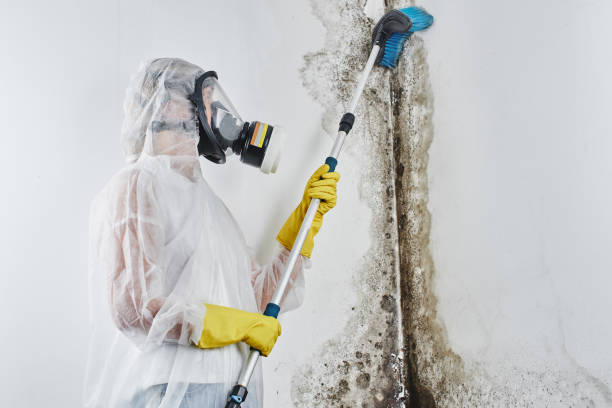 Best Emergency Mold Removal  in Beecher, MI