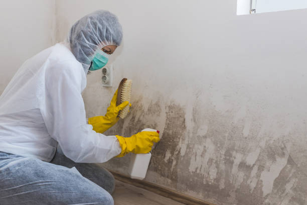 Best Office Mold Removal Services  in Beecher, MI