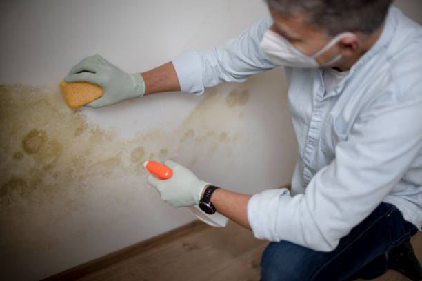 Best Mold Removal Company Near Me  in Beecher, MI