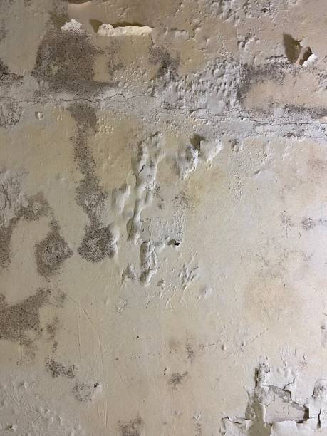 Best Mold Remediation  in Beecher, MI