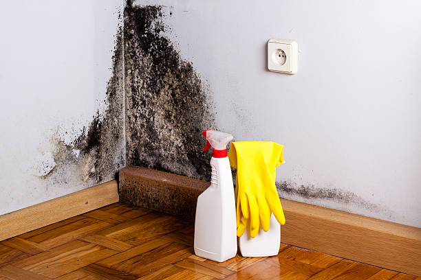 Best Local Mold Removal Service  in Beecher, MI