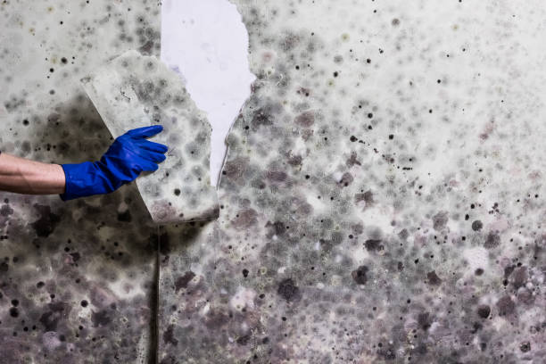 Best Home Mold Removal  in Beecher, MI