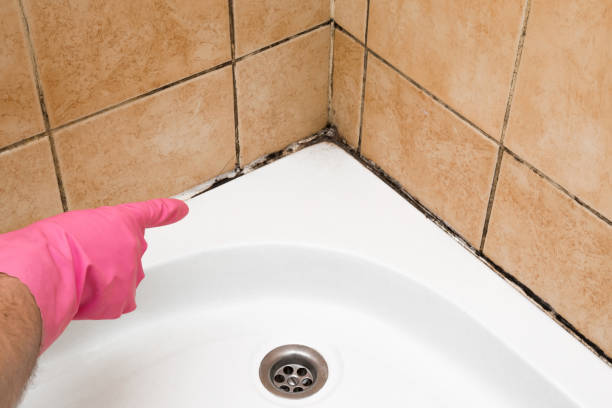 Best Professional Mold Removal  in Beecher, MI