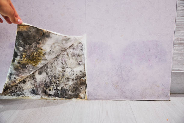 Best Local Mold Removal Service  in Beecher, MI